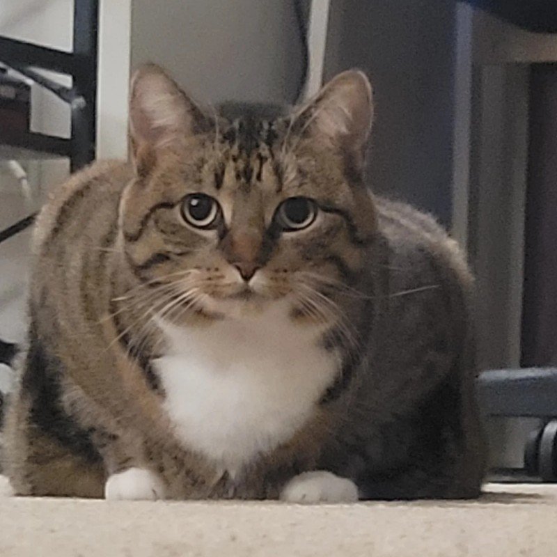 Stella